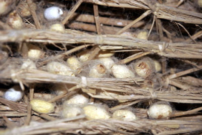 Silk_worm_empty_cocoons_01